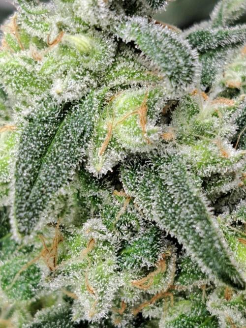 IN Liberty Haze & Biotabs. Week 17 - DAY63