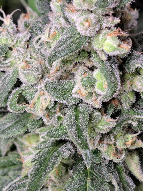 IN Liberty Haze & Biotabs. Week 17 - DAY63