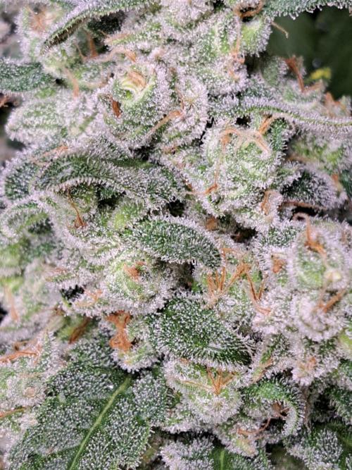 IN Liberty Haze & Biotabs. Week 17 - DAY63