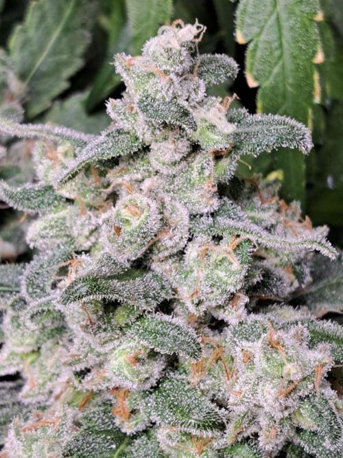 IN Liberty Haze & Biotabs. Week 17 - DAY63