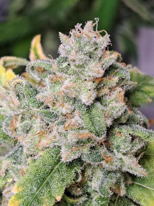 IN Liberty Haze & Biotabs. Week 17 - DAY63