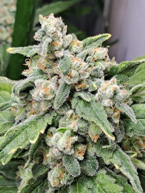 IN Liberty Haze & Biotabs. Week 17 - DAY63