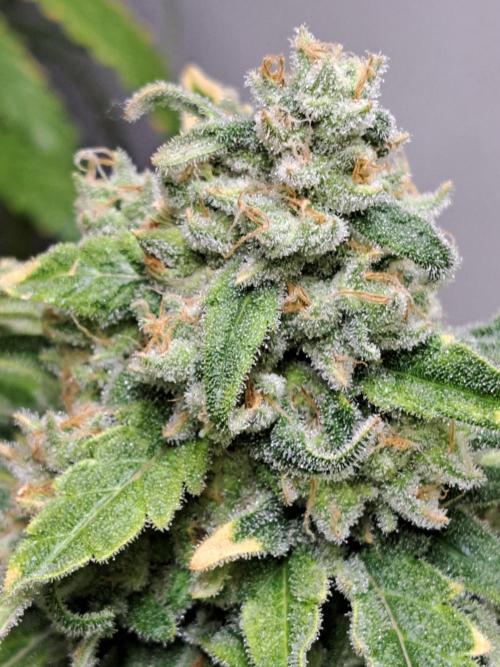 IN Liberty Haze & Biotabs. Week 17 - DAY63