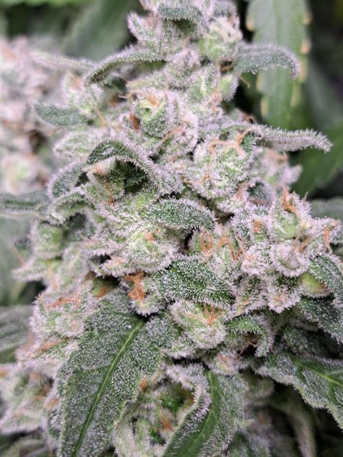 IN Liberty Haze & Biotabs. Week 17