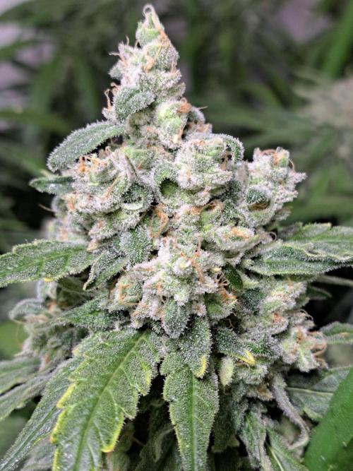 IN Liberty Haze & Biotabs. Week 17