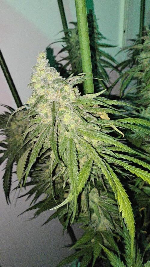 IN Liberty Haze & Biotabs