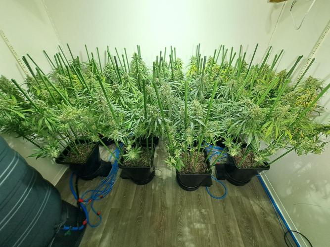 IN Liberty Haze & Biotabs. Week 18 - DAY69