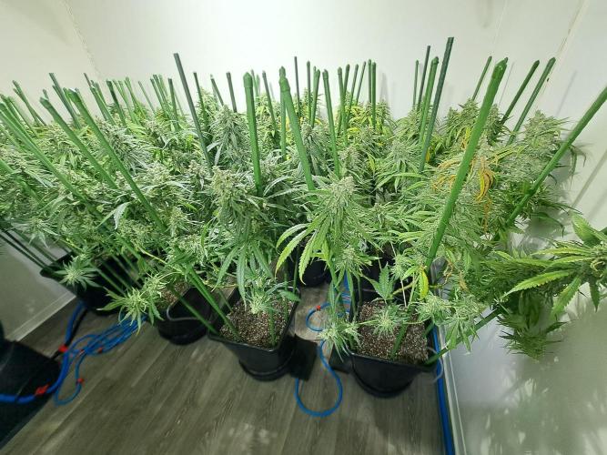 IN Liberty Haze & Biotabs. Week 18 - DAY69