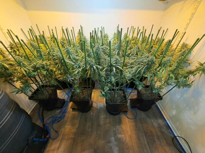 IN Liberty Haze & Biotabs. Week 18 - DAY69