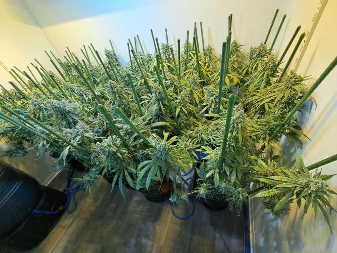 IN Liberty Haze & Biotabs. Week 18 - DAY69