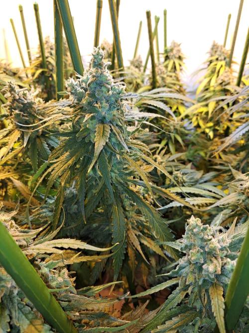 IN Liberty Haze & Biotabs. Week 18 - DAY69