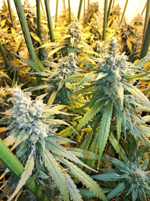 IN Liberty Haze & Biotabs. Week 18 - DAY69