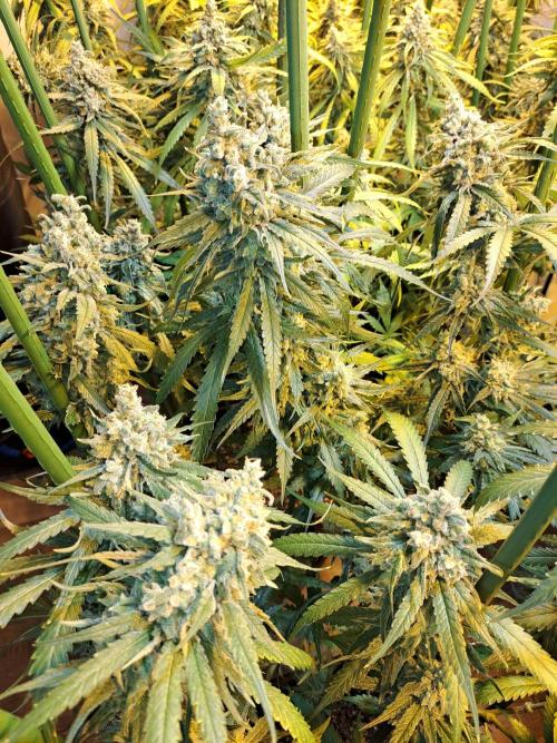 IN Liberty Haze & Biotabs. Week 18 - DAY69