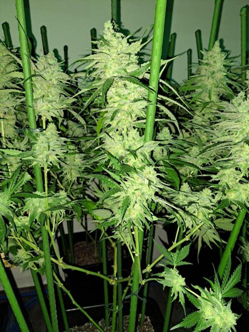 IN Liberty Haze & Biotabs. Week 18 - DAY69