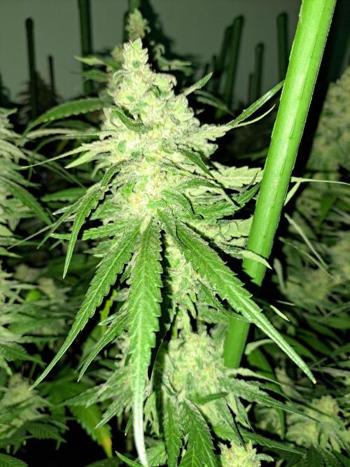 IN Liberty Haze & Biotabs. Week 18 - DAY69