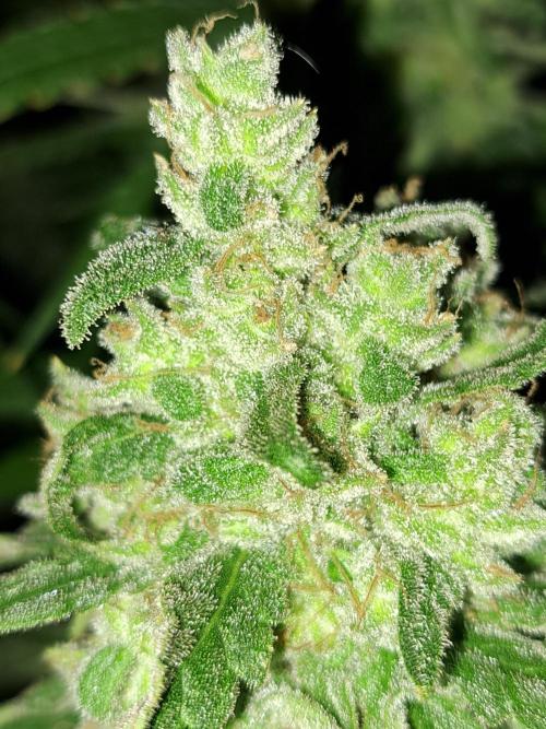 IN Liberty Haze & Biotabs. Week 18 - DAY69