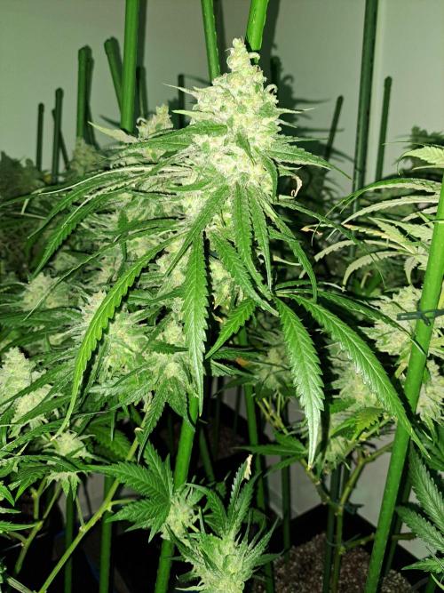 IN Liberty Haze & Biotabs. Week 18 - DAY69