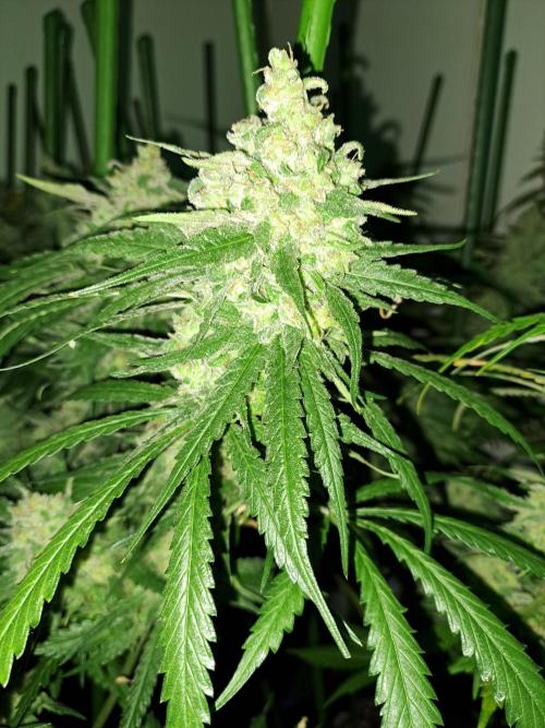 IN Liberty Haze & Biotabs. Week 18 - DAY69