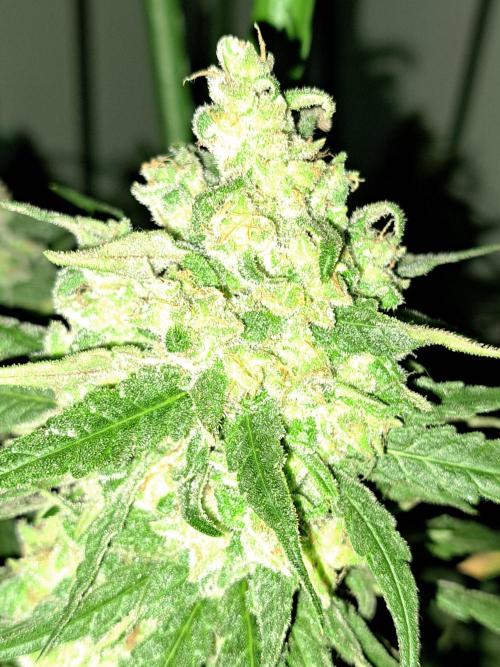 IN Liberty Haze & Biotabs. Week 18 - DAY69