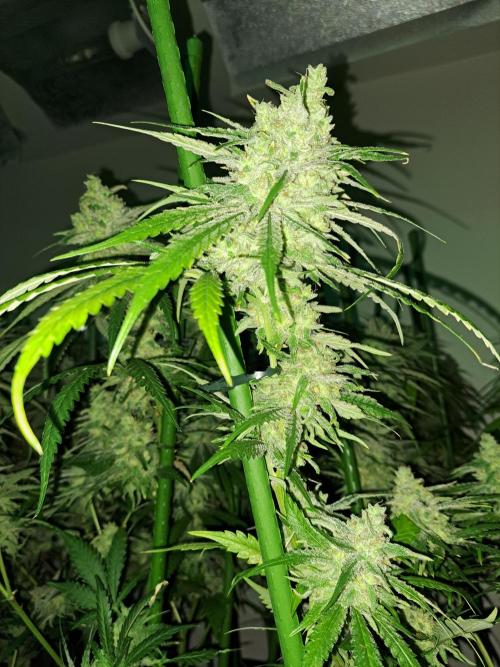 IN Liberty Haze & Biotabs. Week 18 - DAY69