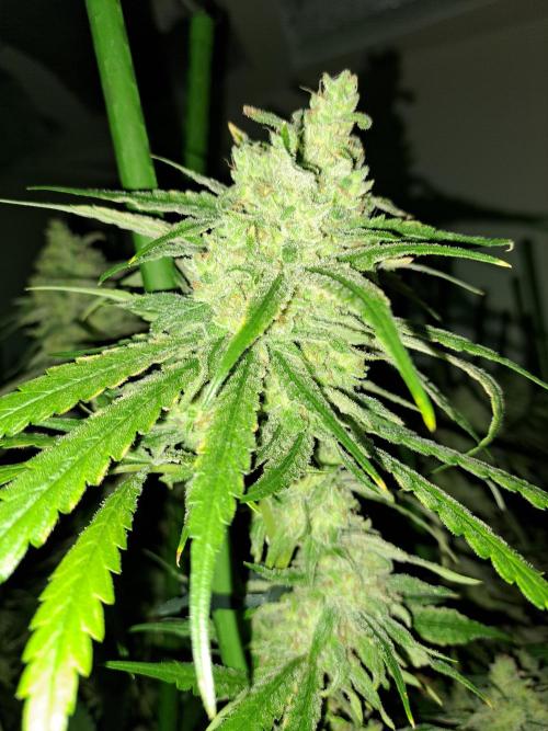 IN Liberty Haze & Biotabs. Week 18 - DAY69