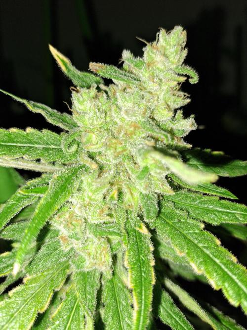 IN Liberty Haze & Biotabs. Week 18 - DAY69