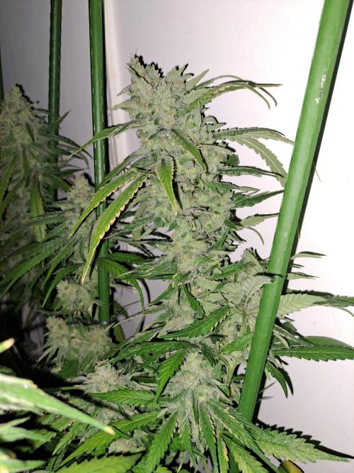 IN Liberty Haze & Biotabs. Week 18 - DAY69