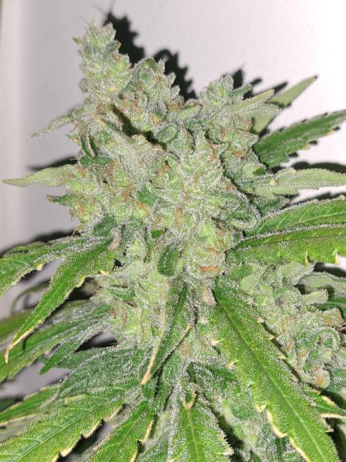 IN Liberty Haze & Biotabs. Week 18 - DAY69