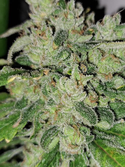 IN Liberty Haze & Biotabs. Week 18 - DAY69