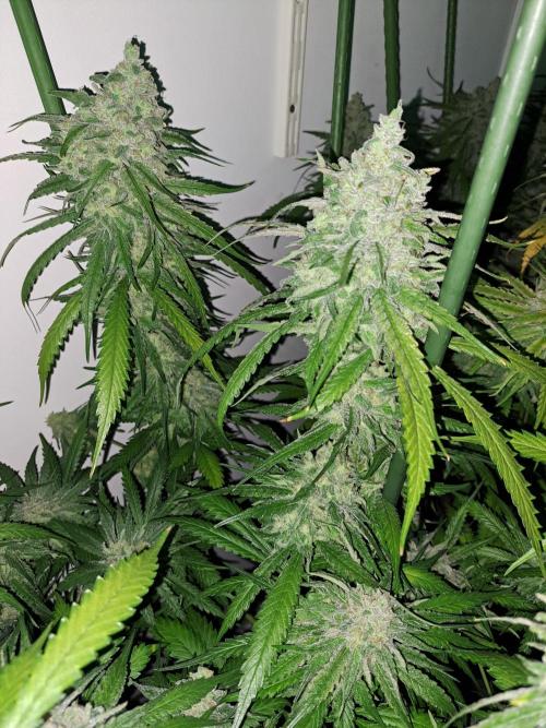 IN Liberty Haze & Biotabs. Week 18 - DAY69