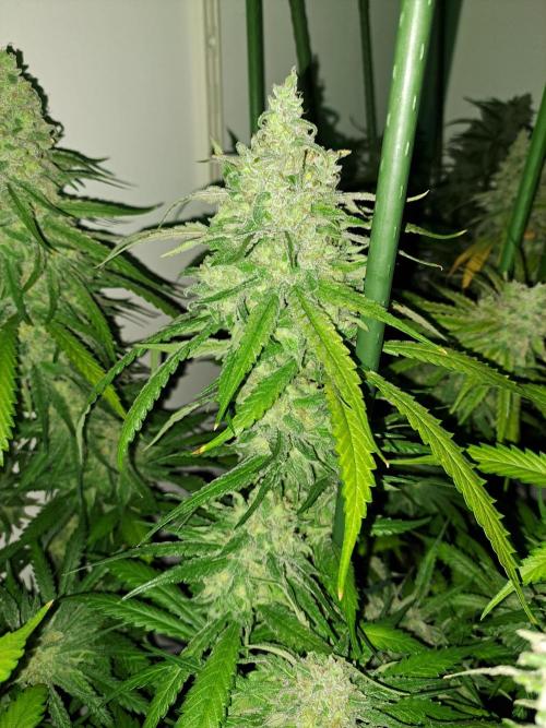IN Liberty Haze & Biotabs. Week 18 - DAY69