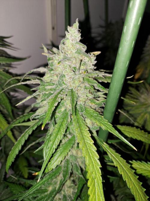 IN Liberty Haze & Biotabs. Week 18 - DAY69