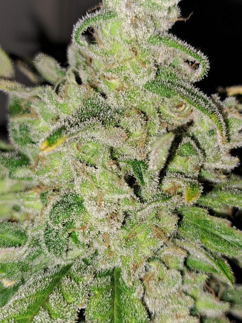 IN Liberty Haze & Biotabs. Week 18 - DAY69