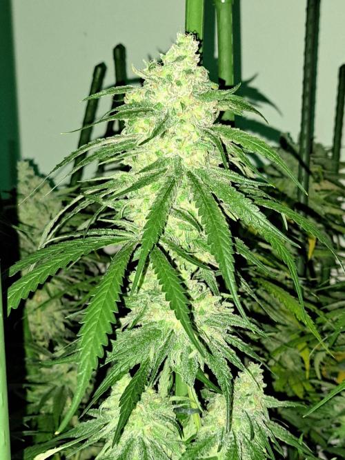 IN Liberty Haze & Biotabs. Week 18 - DAY69