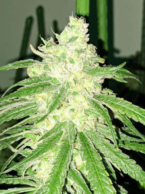 IN Liberty Haze & Biotabs. Week 18 - DAY69