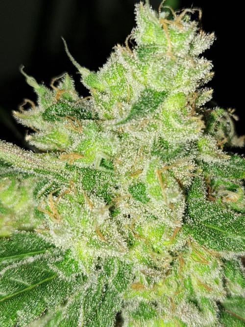 IN Liberty Haze & Biotabs. Week 18 - DAY69