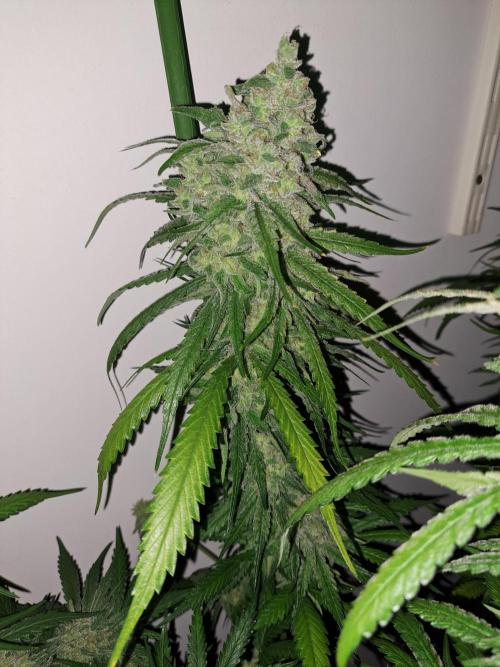 IN Liberty Haze & Biotabs. Week 18 - DAY69