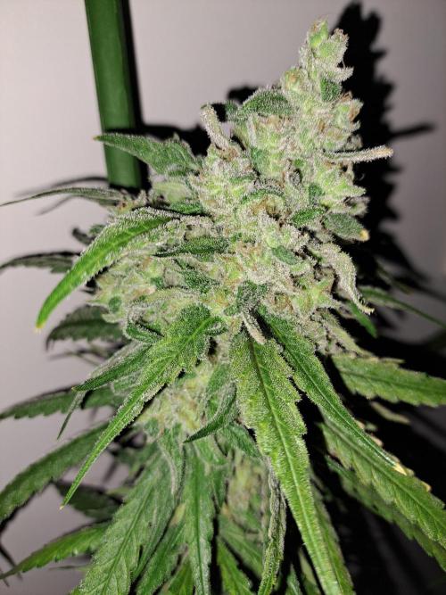 IN Liberty Haze & Biotabs. Week 18 - DAY69