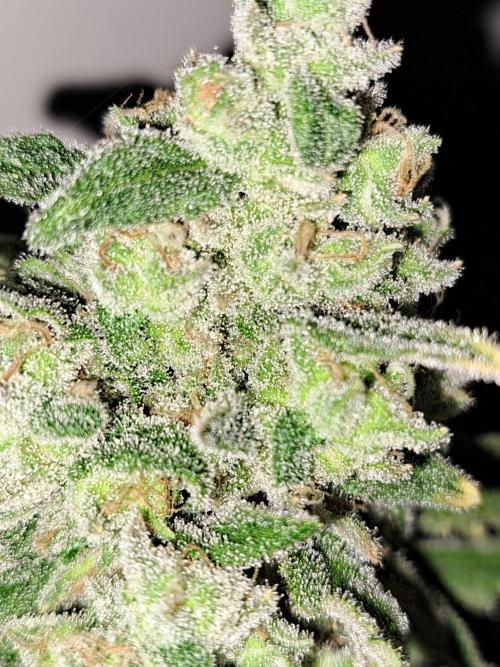 IN Liberty Haze & Biotabs. Week 18 - DAY69