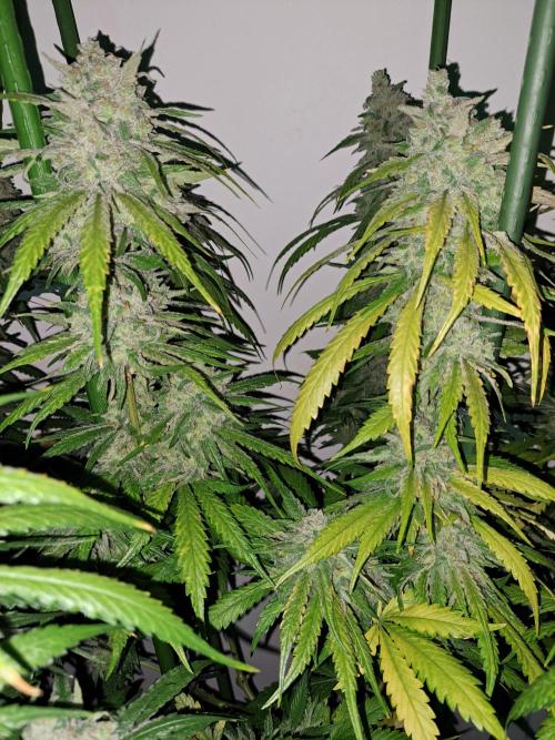 IN Liberty Haze & Biotabs. Week 18 - DAY69