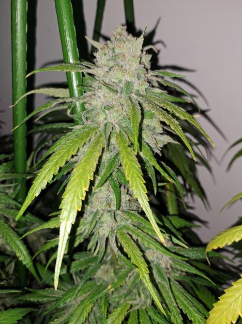 IN Liberty Haze & Biotabs. Week 18 - DAY69