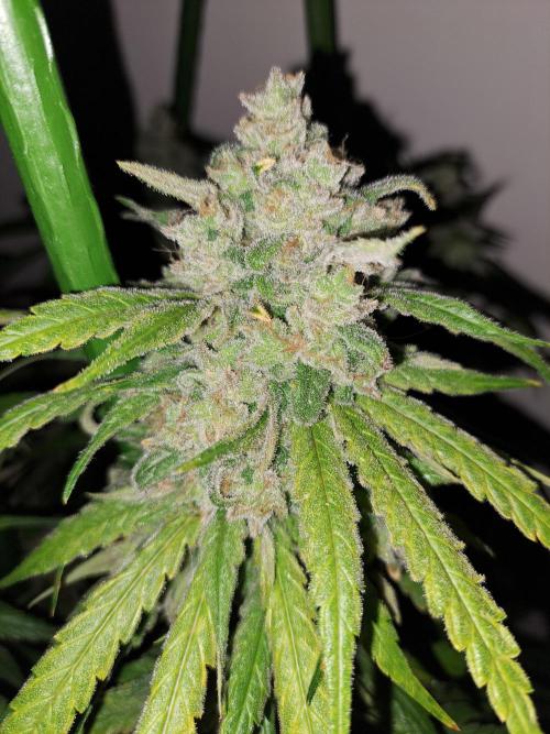 IN Liberty Haze & Biotabs. Week 18 - DAY69