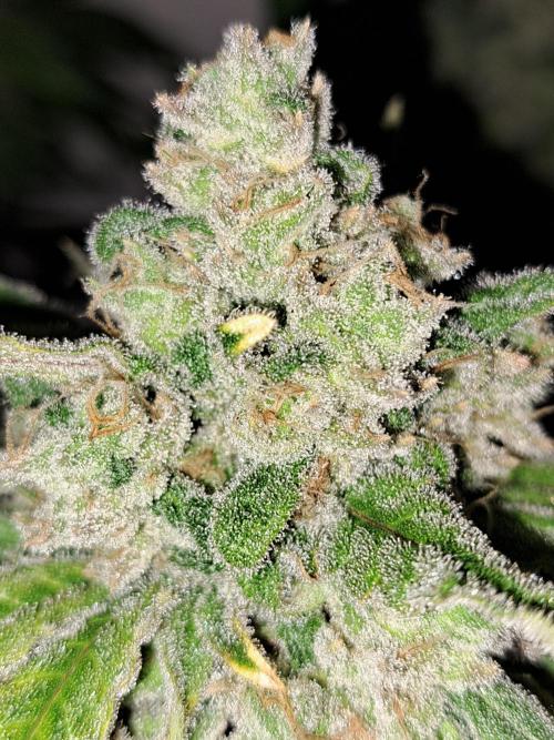 IN Liberty Haze & Biotabs. Week 18 - DAY69