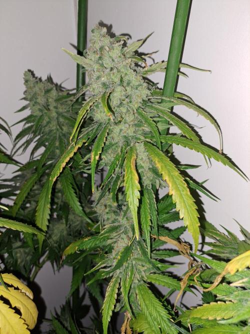 IN Liberty Haze & Biotabs. Week 18 - DAY69