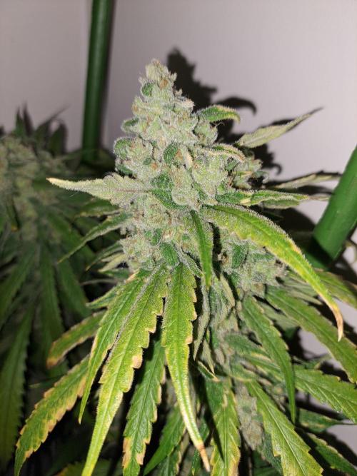 IN Liberty Haze & Biotabs. Week 18 - DAY69