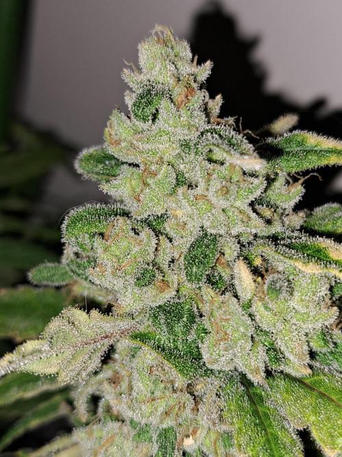 IN Liberty Haze & Biotabs. Week 18 - DAY69