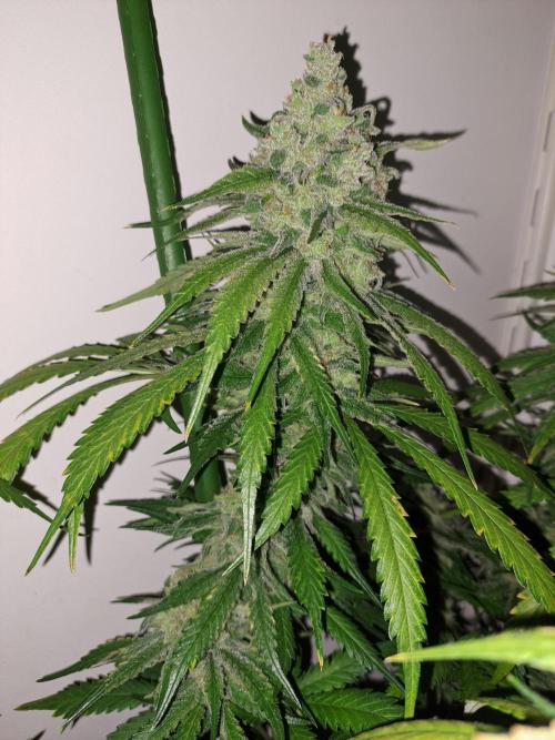 IN Liberty Haze & Biotabs. Week 18