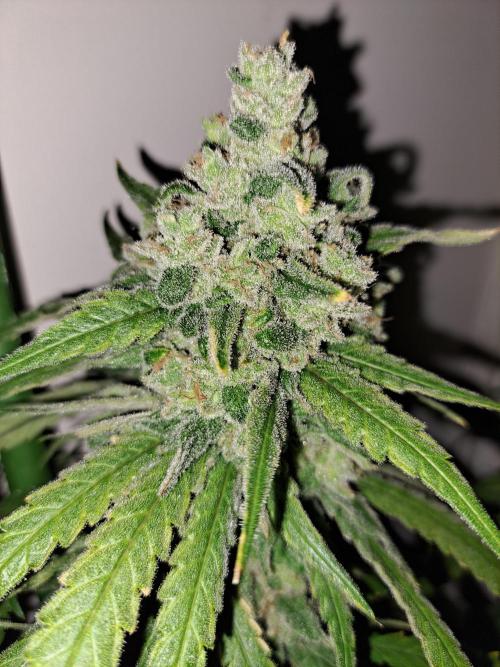 IN Liberty Haze & Biotabs. Week 18