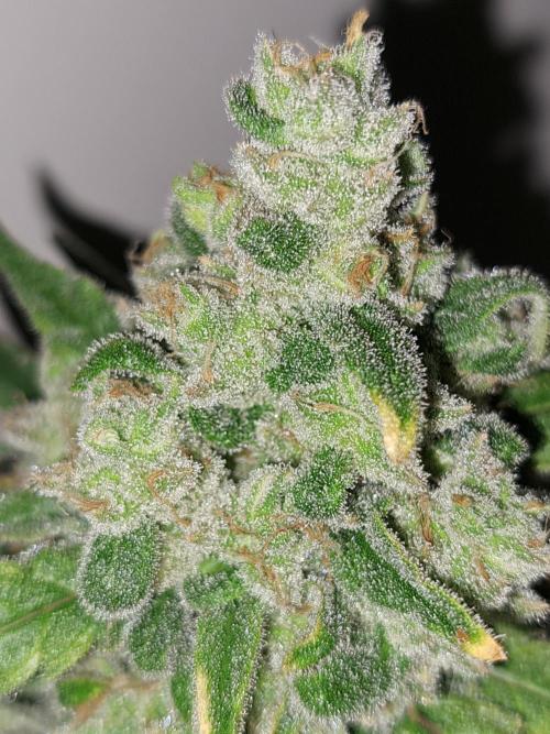 IN Liberty Haze & Biotabs. Week 18