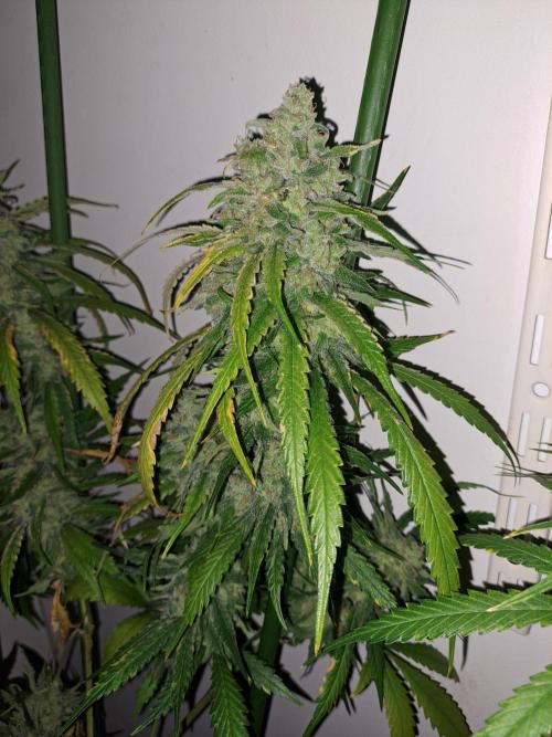 IN Liberty Haze & Biotabs. Week 18